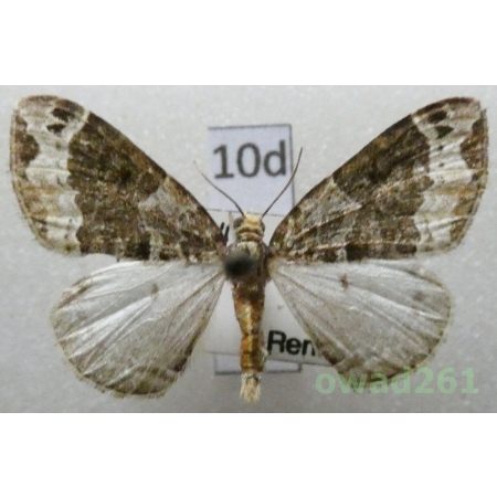 Ecliptopera capitata (Herrich-Schäffer, 1839) Czech10d